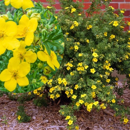 Potentilla fruticosa 'Goldfinger' - Harilik põõsasmaran 'Goldfinger' C5/5L